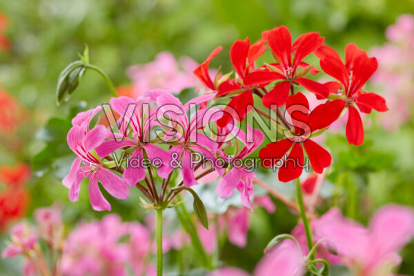 Pelargonium peltatum roze, rood Pelargonium peltatum roze, rood