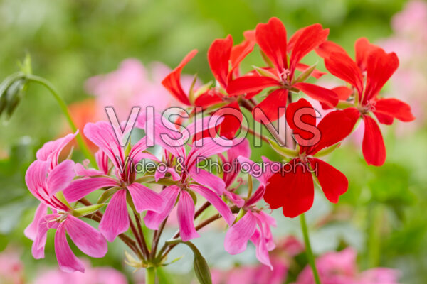 Pelargonium peltatum roze, rood Pelargonium peltatum roze, rood