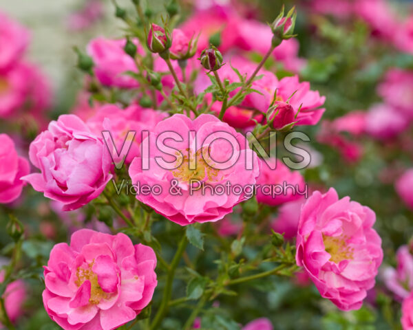 Rosa HotlineĀ® Rosa HotlineĀ®