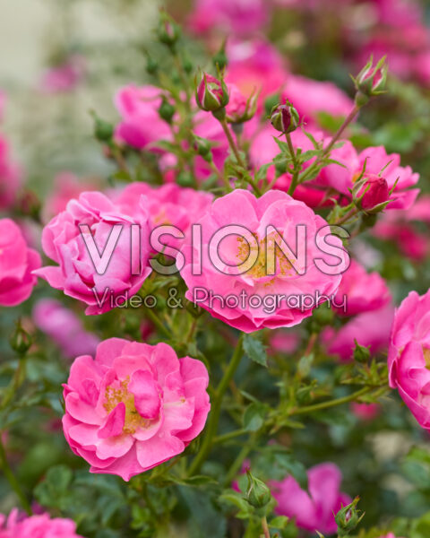 Rosa HotlineĀ® Rosa HotlineĀ®
