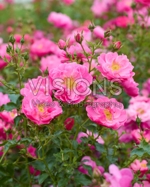 Rosa HotlineĀ® Rosa HotlineĀ®
