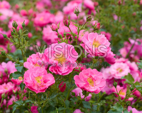 Rosa HotlineĀ® Rosa HotlineĀ®