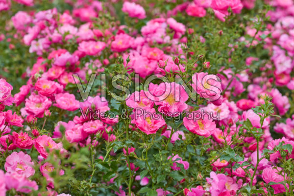Rosa HotlineĀ® Rosa HotlineĀ®