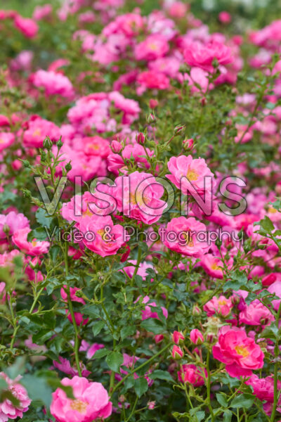 Rosa HotlineĀ® Rosa HotlineĀ®