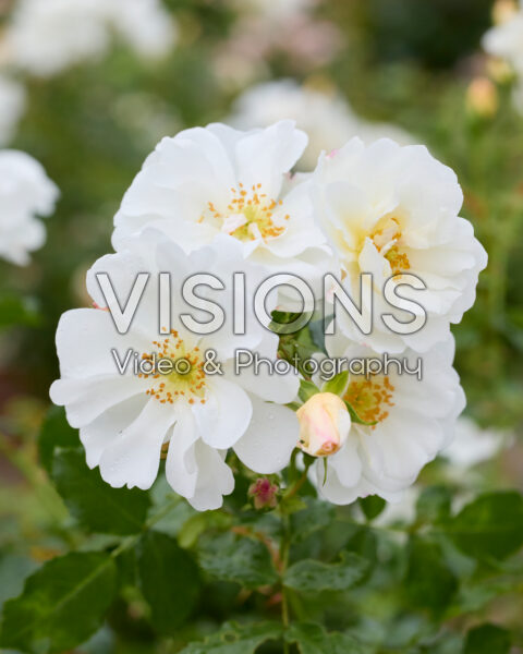 Rosa Diamant® Rosa Diamant®