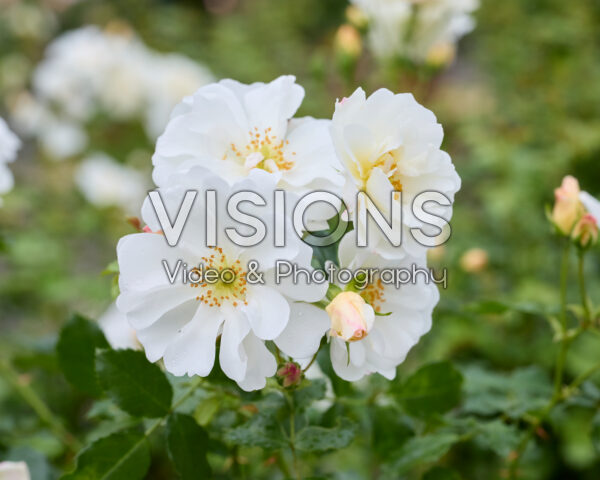 Rosa Diamant® Rosa Diamant®