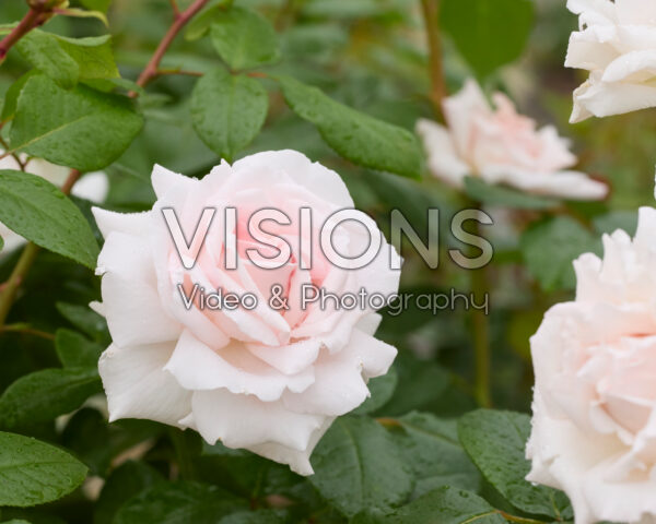 Rosa Constanze Mozart®
