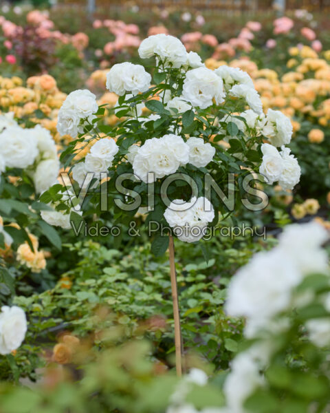 Rosa Baby Schneewittchen® Rosa Baby Schneewittchen®