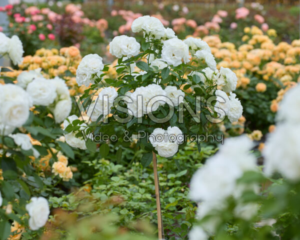 Rosa Baby Schneewittchen® Rosa Baby Schneewittchen®