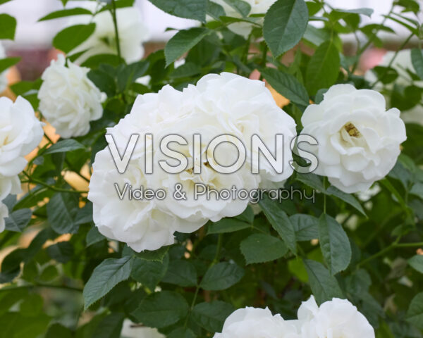 Rosa Baby Schneewittchen® Rosa Baby Schneewittchen®