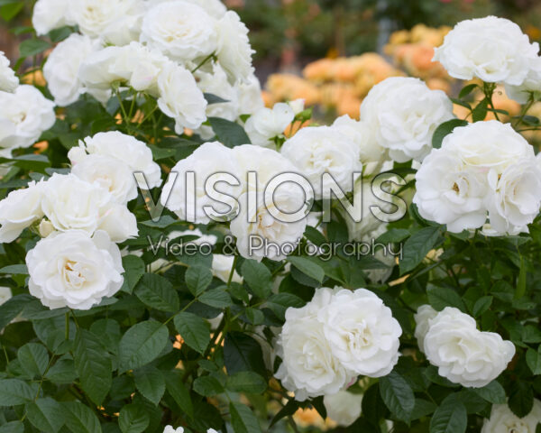 Rosa Baby Schneewittchen ® Rosa Baby Schneewittchen ®