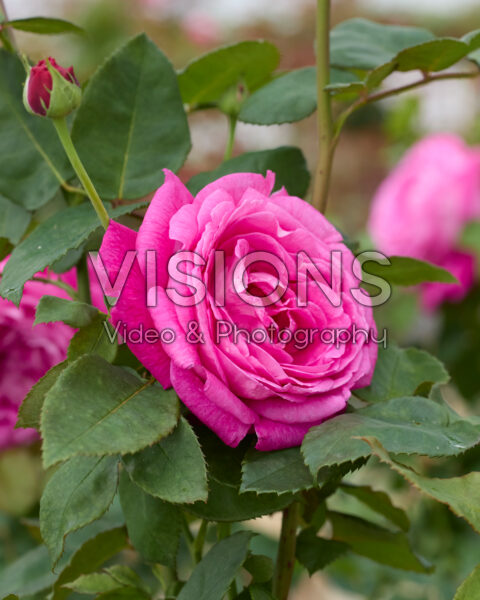 Rosa Freifrau Caroline® Rosa Freifrau Caroline®