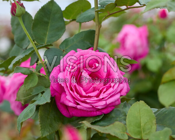 Rosa Freifrau Caroline® Rosa Freifrau Caroline®