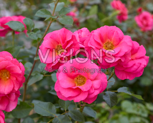Rosa Flamingo® Rosa Flamingo®