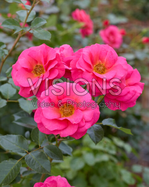 Rosa Flamingo®