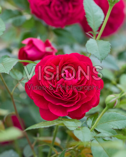 Rosa Bourdeaux® Rosa Bourdeaux®