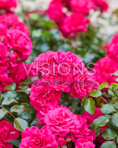Rosa Gärtnerfreude® Rosa Gärtnerfreude®
