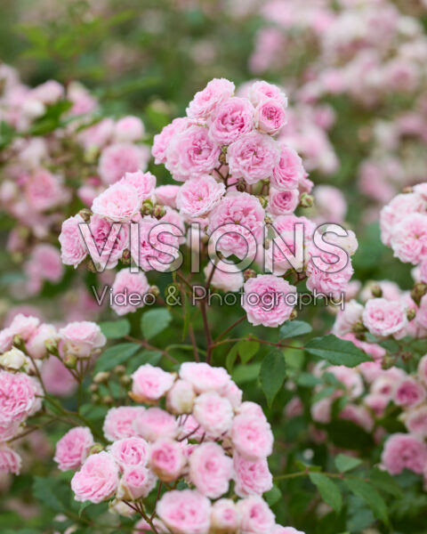 Rosa Pashmina® Rosa Pashmina®