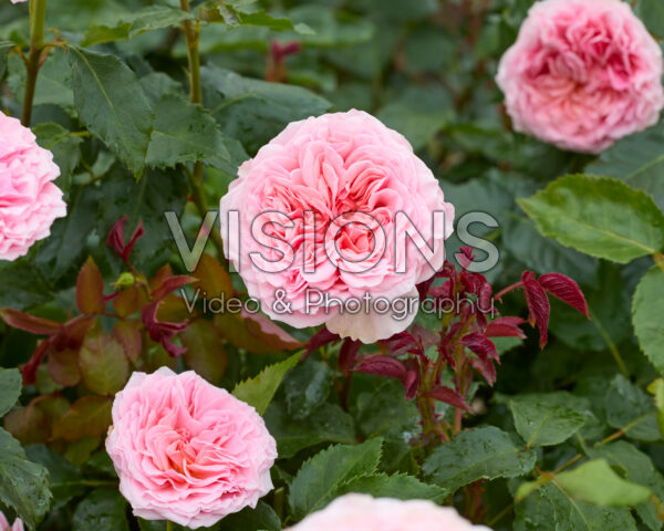 Rosa Amorosa® Rosa Amorosa®