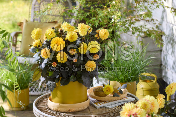 Dahlia Xantico Yellow Dahlia Xantico Yellow