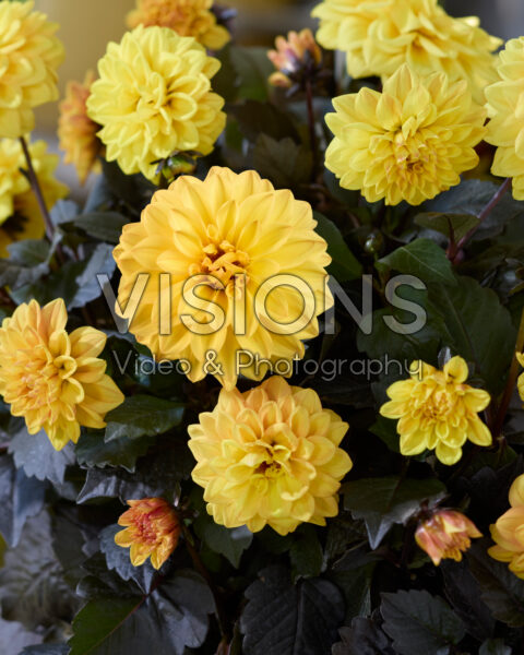 Dahlia Xantico Yellow Dahlia Xantico Yellow