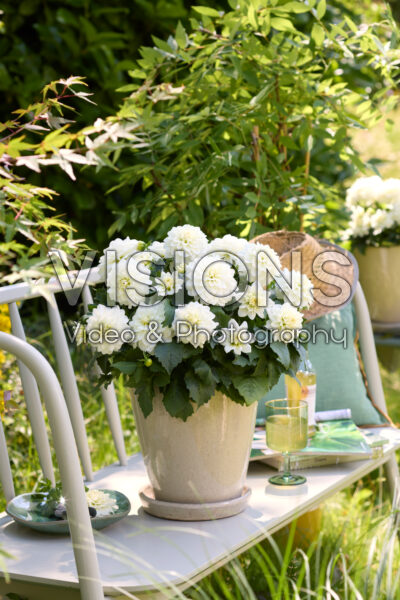 Dahlia Xantico White Dahlia Xantico White