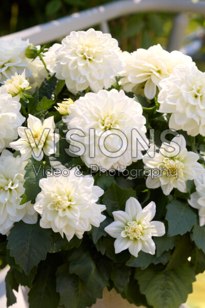 Dahlia coccinea Xantico White Dahlia coccinea Xantico White