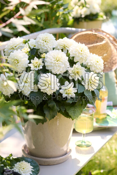Dahlia Xantico White Dahlia Xantico White