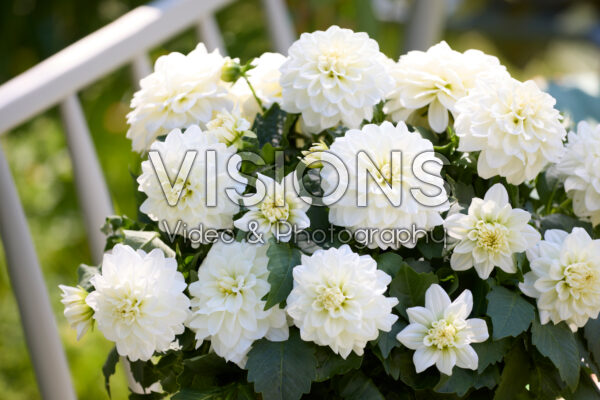 Dahlia Xantico White Dahlia Xantico White