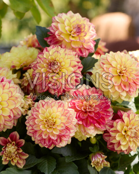 Dahlia coccinea Xantico Yellow Red Bicolour Dahlia coccinea Xantico Yellow Red Bicolour