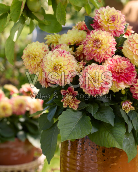 Dahlia Yellow Red Bicolour