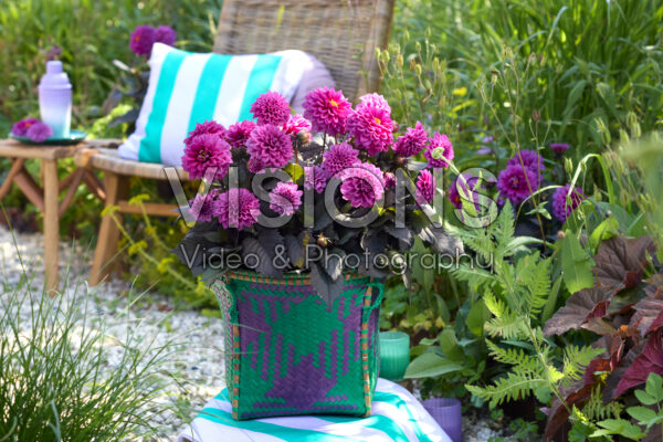 Dahlia coccinea Xantico Purple Dahlia coccinea Xantico Purple