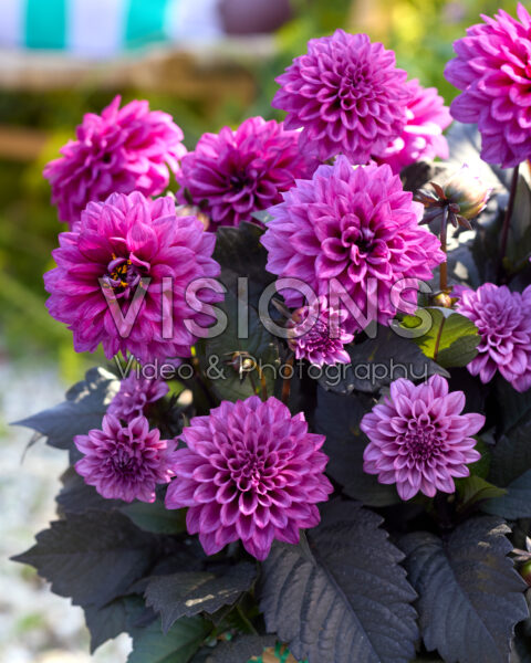 Dahlia coccinea Xantico Purple