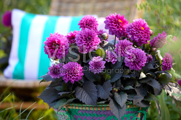 Dahlia Xantico Purple Dahlia Xantico Purple