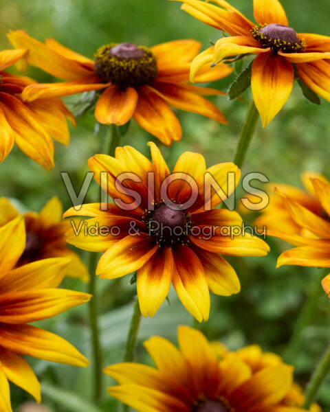 Rudbeckia Kick-Start Kissing