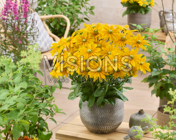 Rudbeckia Kick-Start Passion