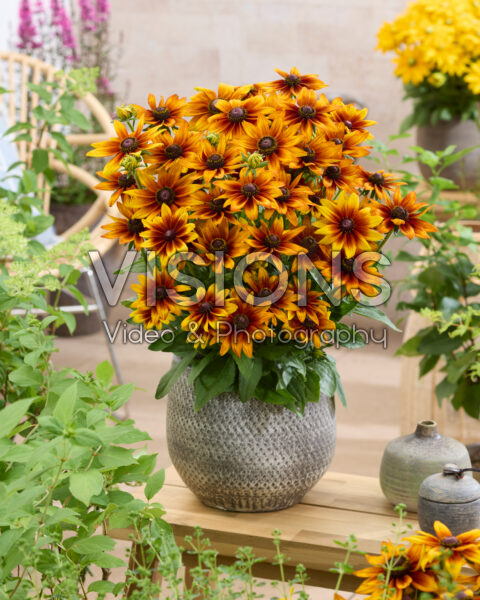 Rudbeckia Kick-Start Kissing Rudbeckia Kick-Start Kissing
