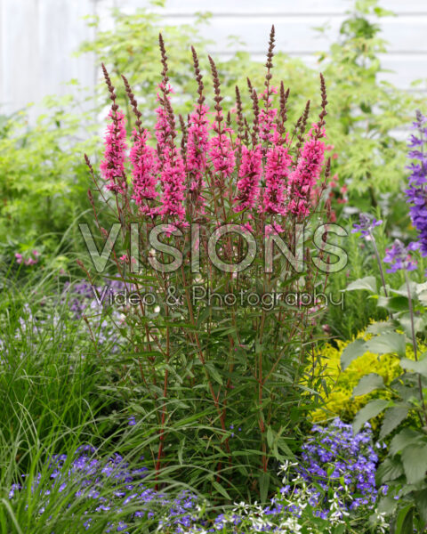 Lythrum Luminara Hot Pink Lythrum Luminara Hot Pink