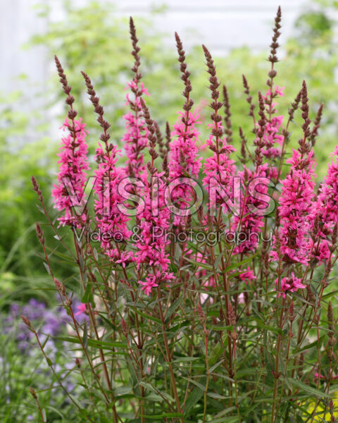Lythrum Luminara Hot Pink