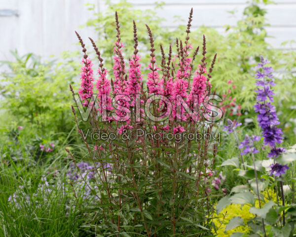 Lythrum Luminara Hot Pink Lythrum Luminara Hot Pink