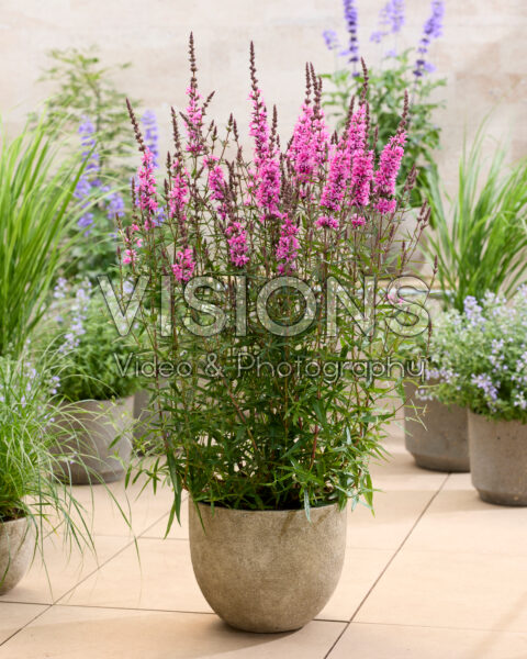 Lythrum Luminara Hot Pink Lythrum Luminara Hot Pink