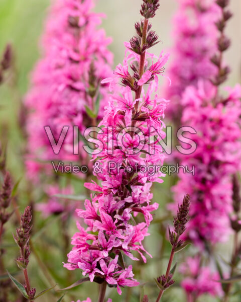 Lythrum Luminara Hot Pink Lythrum Luminara Hot Pink
