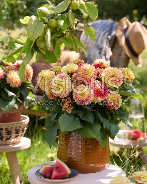 Dahlia Yellow Red Bicolour Dahlia Yellow Red Bicolour