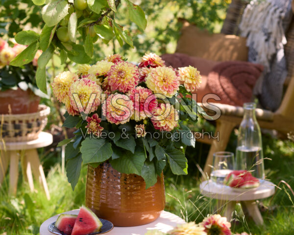 Dahlia Yellow Red Bicolour Dahlia Yellow Red Bicolour