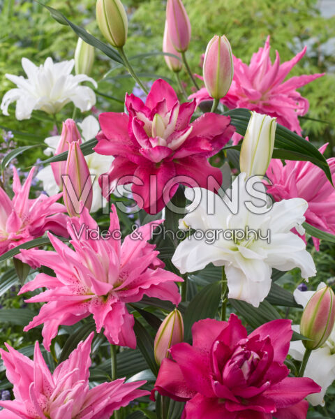 Lilium dubbele oriental hybriden mix Lilium dubbele oriental hybriden mix