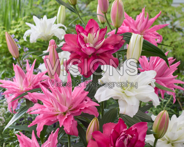 Lilium double oriental hybrids mix Lilium double oriental hybrids mix