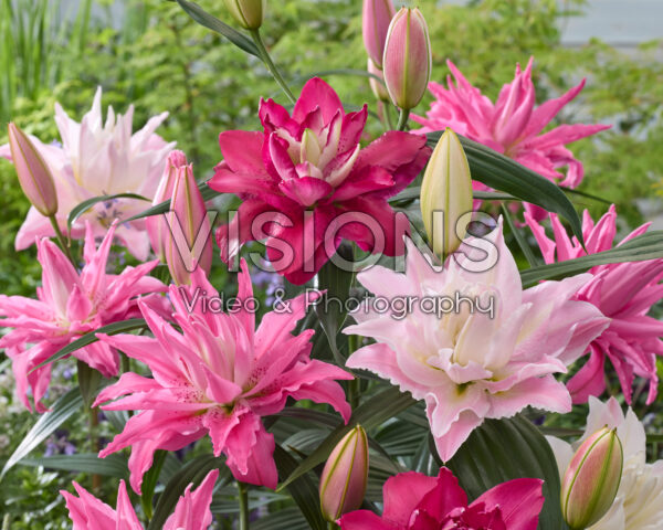 Lilium dubbele oriental hybriden mix