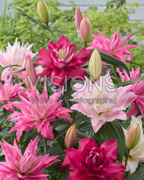 Lilium double oriental hybrids mix Lilium double oriental hybrids mix