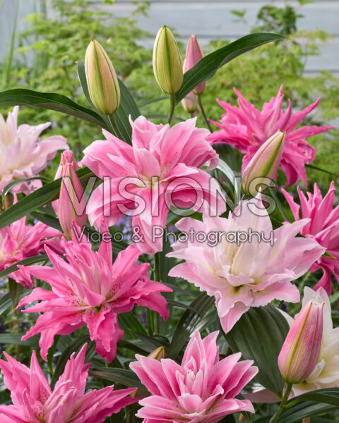 Lilium dubbele oriental hybriden mix
