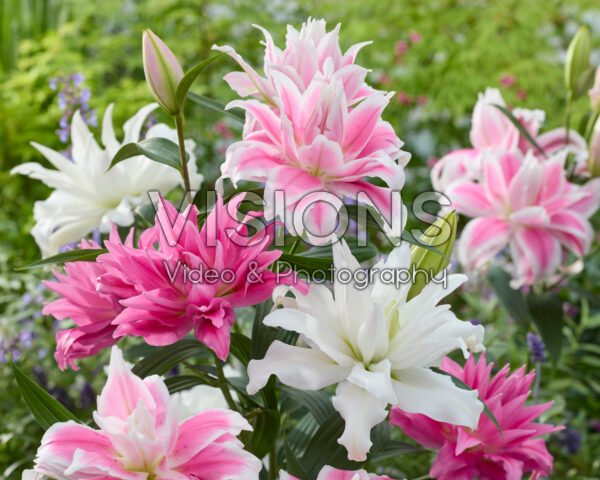 Lilium dubbele oriental hybriden mix Lilium dubbele oriental hybriden mix